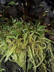 Acrocladium chlamydophyllum