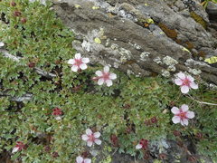 Potentilla nitida