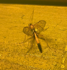 Opheltes glaucopterus