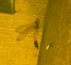 Opheltes glaucopterus