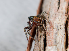 Heliophanus potanini