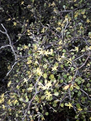 Corokia cotoneaster
