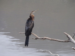 Anhinga rufa rufa