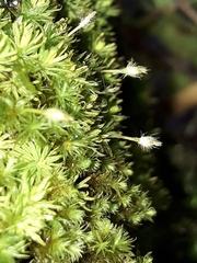 Macromitrium