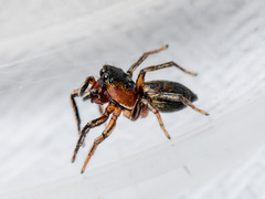 Heliophanus potanini