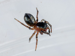 Heliophanus potanini