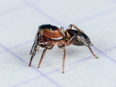 Heliophanus potanini