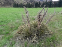 Aciphylla