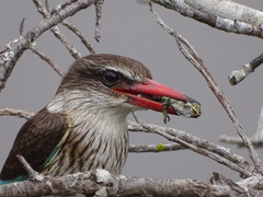 Bradypodion damaranum