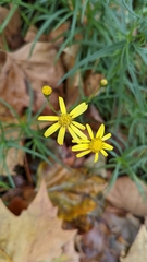 Senecio inaequidens
