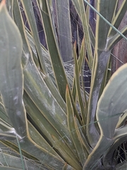 Aciphylla