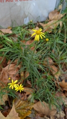 Senecio inaequidens