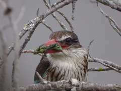 Bradypodion damaranum