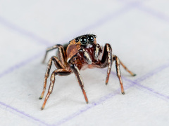 Heliophanus potanini