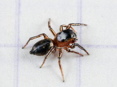 Heliophanus potanini