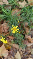 Senecio inaequidens