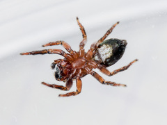 Heliophanus potanini