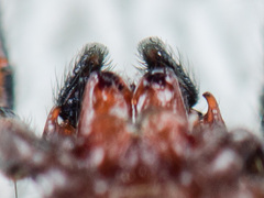 Heliophanus potanini