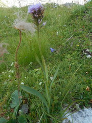 Traunsteinera globosa