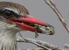 Bradypodion damaranum