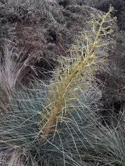 Aciphylla glaucescens