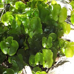 Hymenophyllum nephrophyllum