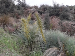 Aciphylla glaucescens