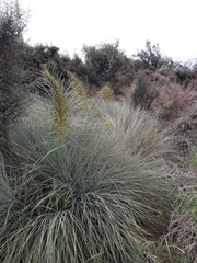 Aciphylla glaucescens