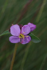 Antherotoma debilis image