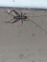 Gryllodes sigillatus