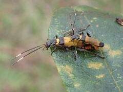 Chauliognathus imperialis