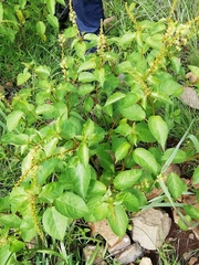 Croton