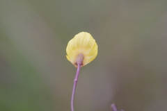 Utricularia gibba image