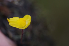 Utricularia gibba image