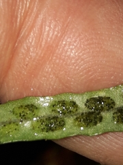 Notogrammitis angustifolia