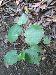 Piper excelsum excelsum