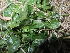 Barbarea vulgaris