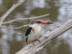 Gryllidae