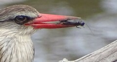Gryllidae