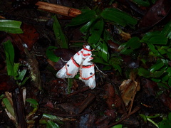 Cyana perornata