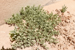 Atriplex elegans