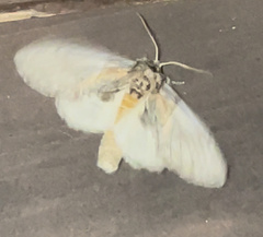 Peridea basitriens