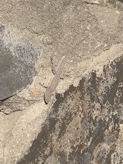 Urosaurus nigricauda