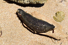 Holothuria lubrica