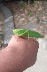 Stilpnochlora thoracica