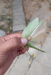 Stilpnochlora thoracica