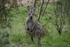Osphranter robustus erubescens