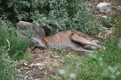 Osphranter robustus erubescens