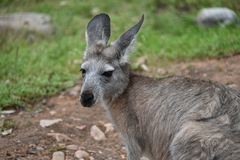 Osphranter robustus erubescens