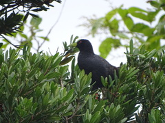 Zapornia flavirostra